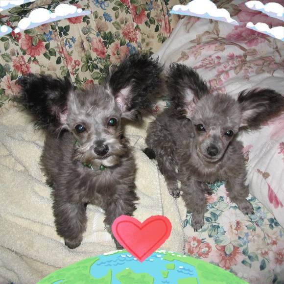 Meet your Posher, Dana - Picture 2 of 4